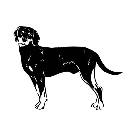 Austrian Black and Tan Hound austrian brandlbracke vectorのイラスト素材