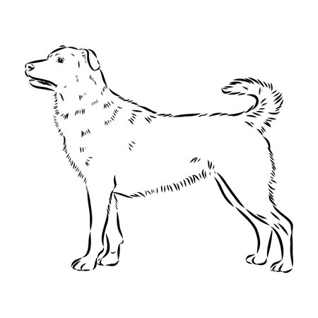 austrian pinscher vector sketch illustrationのイラスト素材