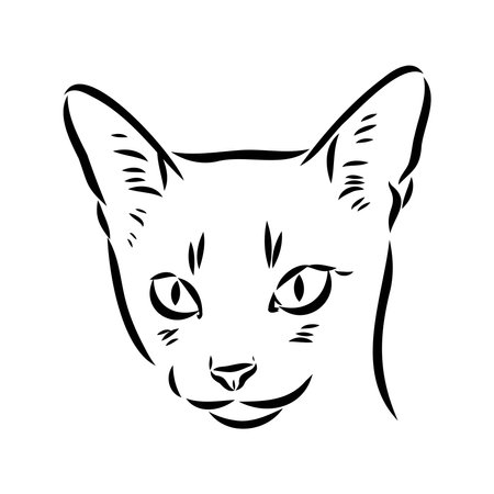 Vector outline Abyssinian Cat in black color. abyssinian cat vector sketchのイラスト素材