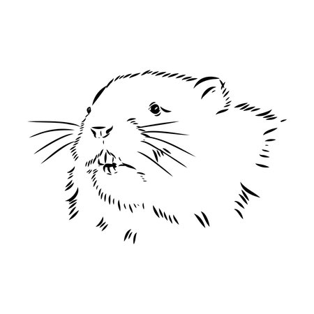 Vector image of silhouette of muskrat on a white backgroundのイラスト素材