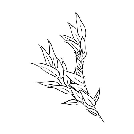 Eucalyptus branches. Isolated black and white design elements. Vector illustration.のイラスト素材