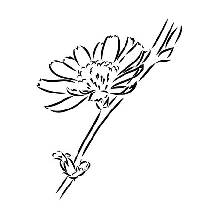 hand drawing of a chicory flower vectorのイラスト素材