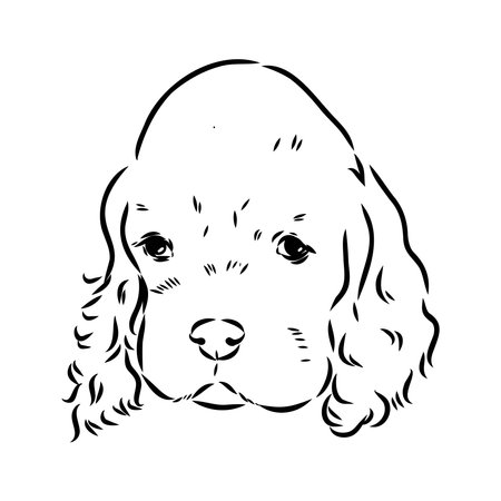 Vector illustration of an American Cocker Spaniel isolated on a white background.のイラスト素材