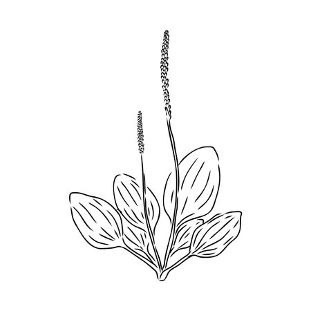 Plantain. Medicinal plant wild field flower.Sketch.Hand drawn outline vector illustrationのイラスト素材