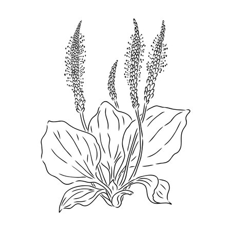 Plantain. Medicinal plant wild field flower.Sketch.Hand drawn outline vector illustrationのイラスト素材