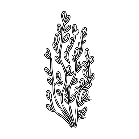 Underwater sea weed, laminaria spirulina seaweed sketch icon.のイラスト素材