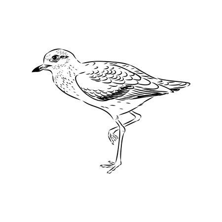 Vector card with hand drawn cute plover. Beautiful animal design elements, ink drawingのイラスト素材