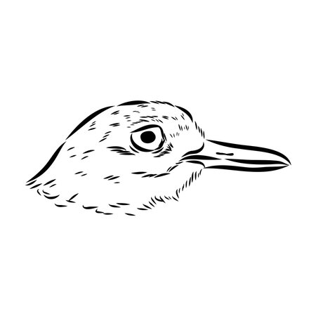 Vector card with hand drawn cute plover. Beautiful animal design elements, ink drawingのイラスト素材