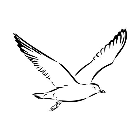 Seagull flying illustration Australian seagull vectorのイラスト素材