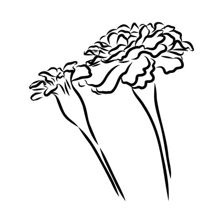 Hand drawn Marigold Flower Sketch Illustration Engraving Woodcut Vintage Style Vector Line Artのイラスト素材