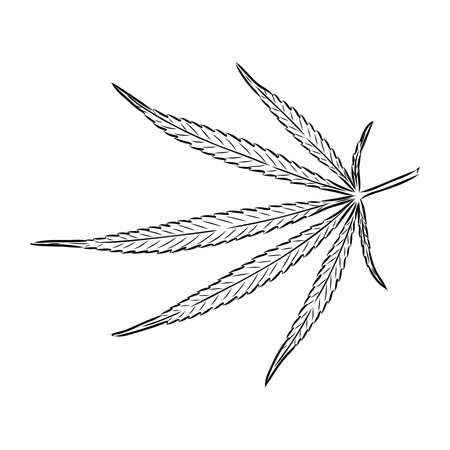 Marijuana plant line art drawing clipart. Cannabis botanical illustration packaging designのイラスト素材