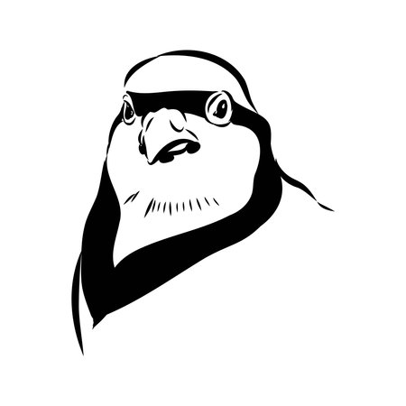 Asian partridge, vector sketch, chukarのイラスト素材