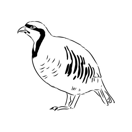 Asian partridge, vector sketch, chukarのイラスト素材