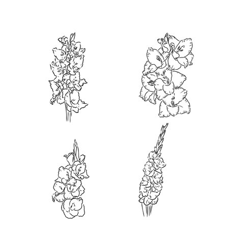 Hand drawn vector outline Dia de los Muertos flowers. Line art gladiolus with leaves,のイラスト素材