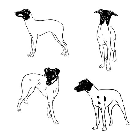 Japanese Terrier hand drawing vector illustration isolated on white backgroundのイラスト素材