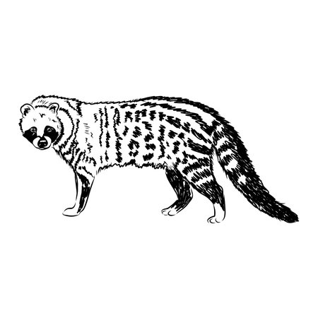 Vector illustration. Hand drawn realistic sketch of asian palm civet or toddy cat.のイラスト素材