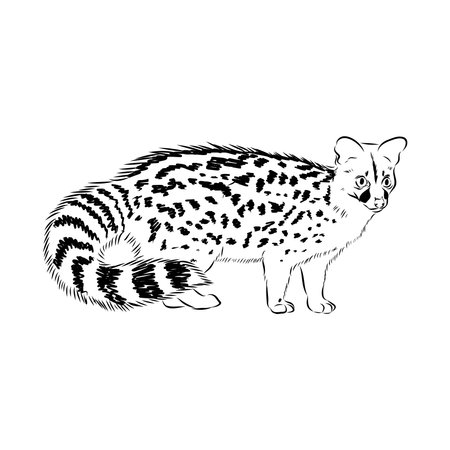 Vector illustration. Hand drawn realistic sketch of asian palm civet or toddy cat.のイラスト素材