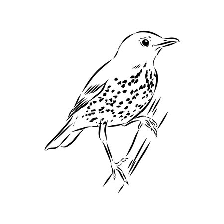 Australian blackbird, vector sketch Blackbird illustrationのイラスト素材
