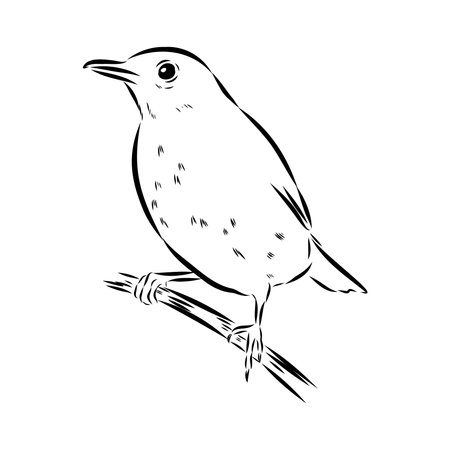 Australian blackbird, vector sketch Blackbird illustrationのイラスト素材