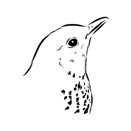 Australian blackbird, vector sketch Blackbird illustrationのイラスト素材