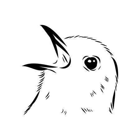 Australian blackbird, vector sketch Blackbird illustrationのイラスト素材