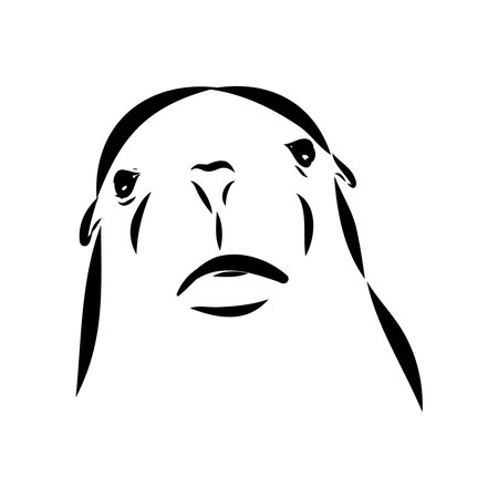 Sea lion, outline vector illustrations designのイラスト素材