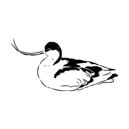 sandpiper on the beach vector illustrationのイラスト素材