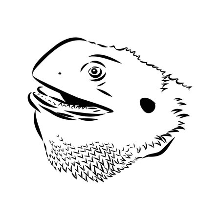 Agama Lizard hand drawing vector illustration isolated on white backgroundのイラスト素材