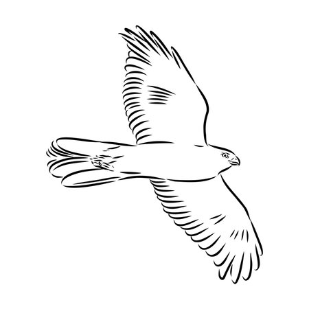 Brown hawk vector sketch Vintage eagle, great design for any purposes.のイラスト素材