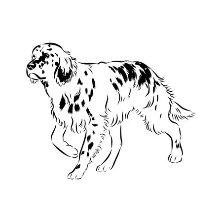 Decorative portrait of standing in profile English Setter, vector isolated illustrationのイラスト素材