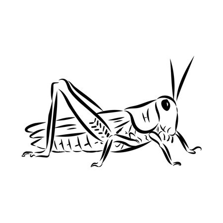 A black and white drawing of a grasshopperのイラスト素材
