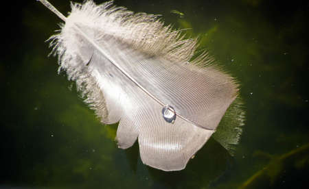 a swan feather lies in the water.の写真素材
