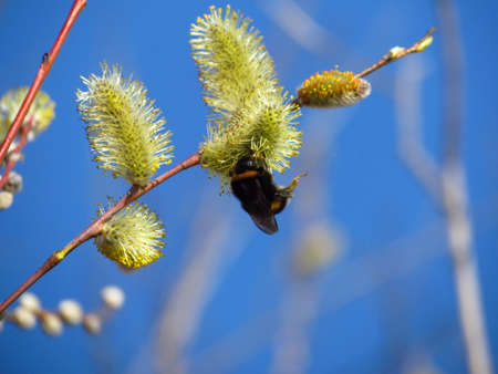 The bee collects nectar.の写真素材