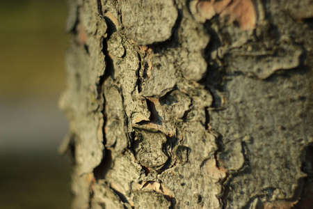 tree bark texture, background, splash