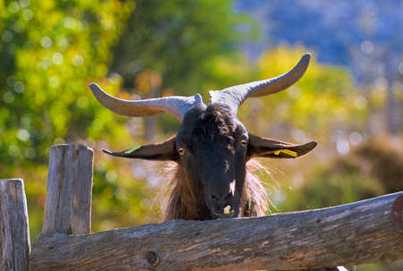 Goat with big horns behind the wooden fence on a farmの写真素材