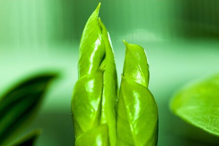 small green sprout over green green backgroundの写真素材