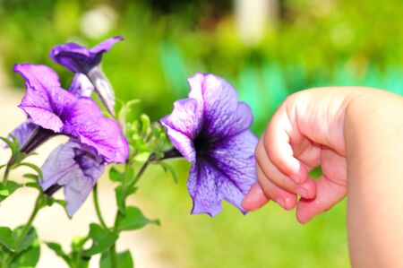 a child`s hand touching a flowerの写真素材