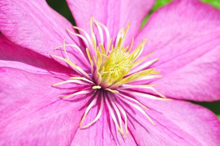 beautiful pink clematis flower close-upの写真素材