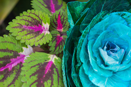 Close up of decorative ornamental cabbages, ornamental plantsの写真素材