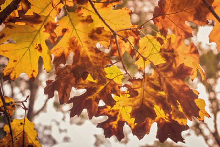 Autumn leaves. Autumn background. Autumn background. Autumn background.の写真素材