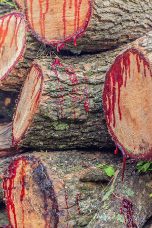 Stacks of firewood in a forest, close-up.の写真素材