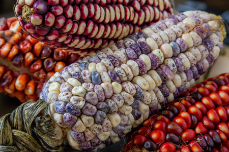 Colorful corn cobs in a market, closeup of photoの写真素材