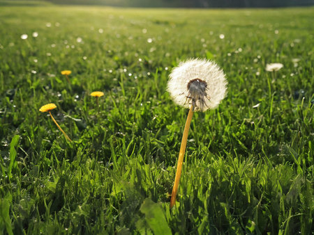 Dandelion sitting on top of a lush green field - generated by aiの素材
