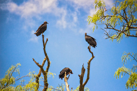 Birds of prey on the branch on sunny dayの写真素材