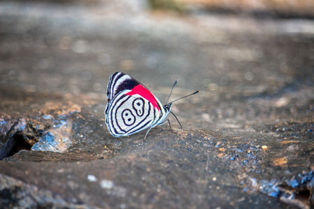 Butterfly 89 between the stones in the jungle of Misiones - Argentineの写真素材