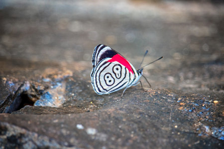 Butterfly between the stones in the jungle of Misiones - Argentineの写真素材