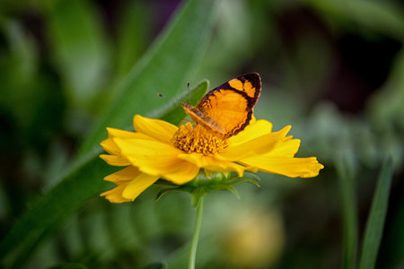 butterfly on bidens sulphurea asteraceae flower - close-up