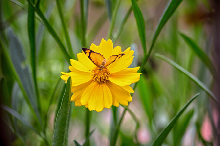 butterfly on bidens sulphurea asteraceae flower - close-upの写真素材
