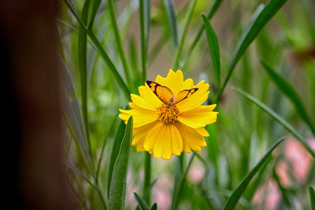 butterfly on bidens sulphurea asteraceae flower - close-upの写真素材