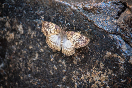 close-up of a lonely butterfly on rocksの写真素材